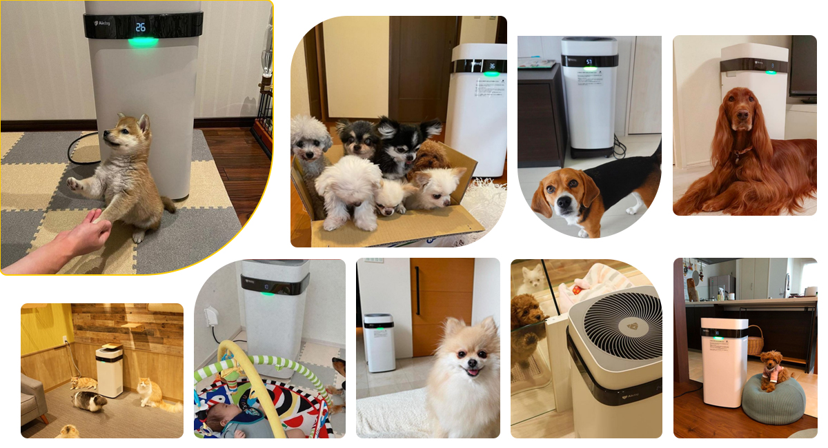 Airdog Purificador de aire X5 para mascota perro gato